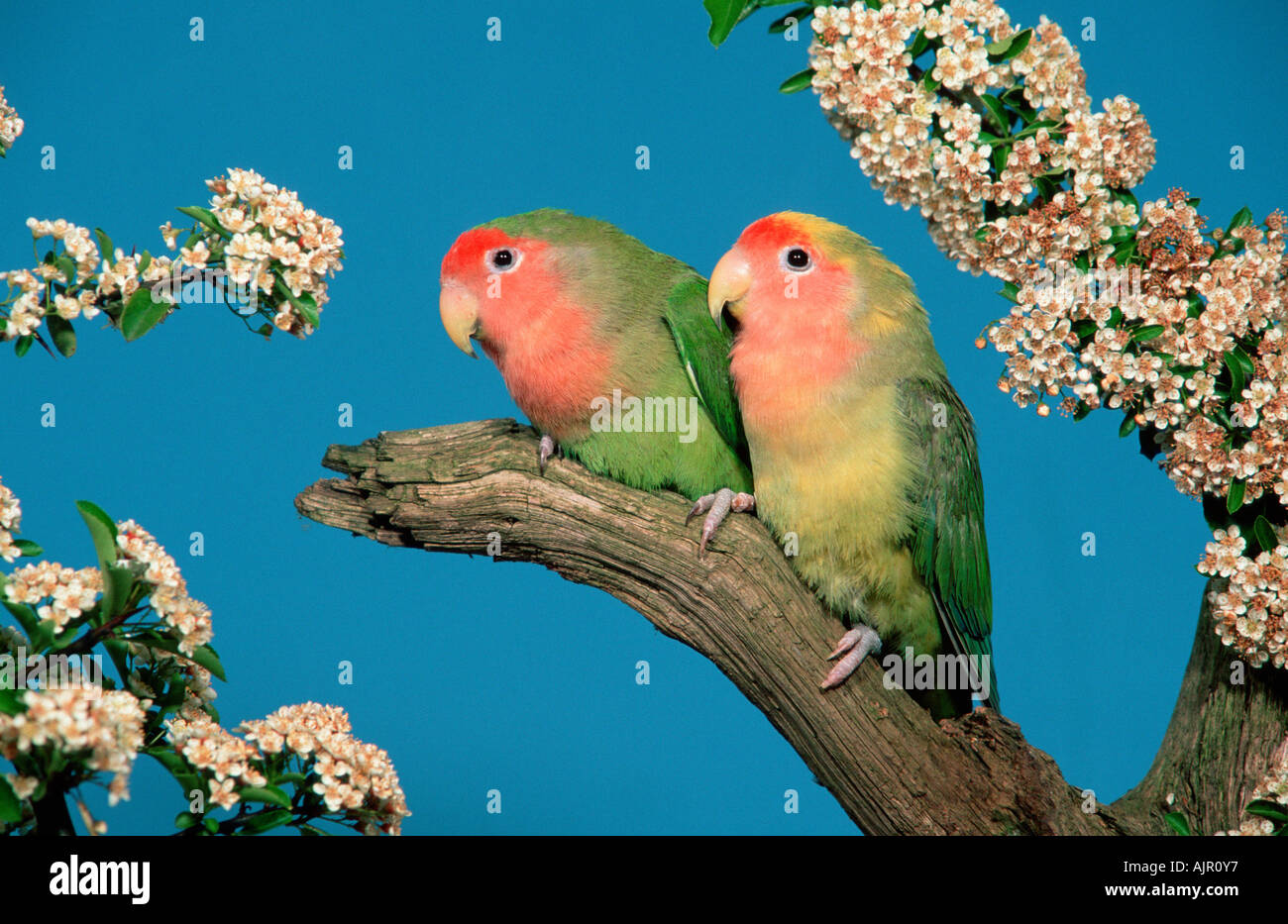 peach-faced-lovebirds-pair-agapornis-roseicollis-stock-photo-alamy