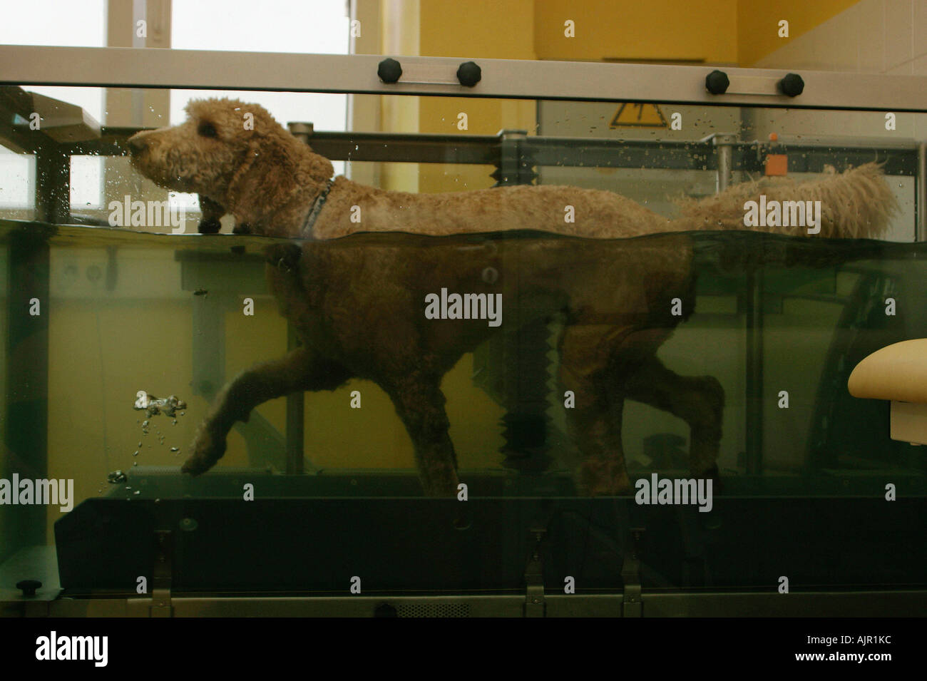 Standard Poodle walking on underwater belt therapeutic exercises Stock