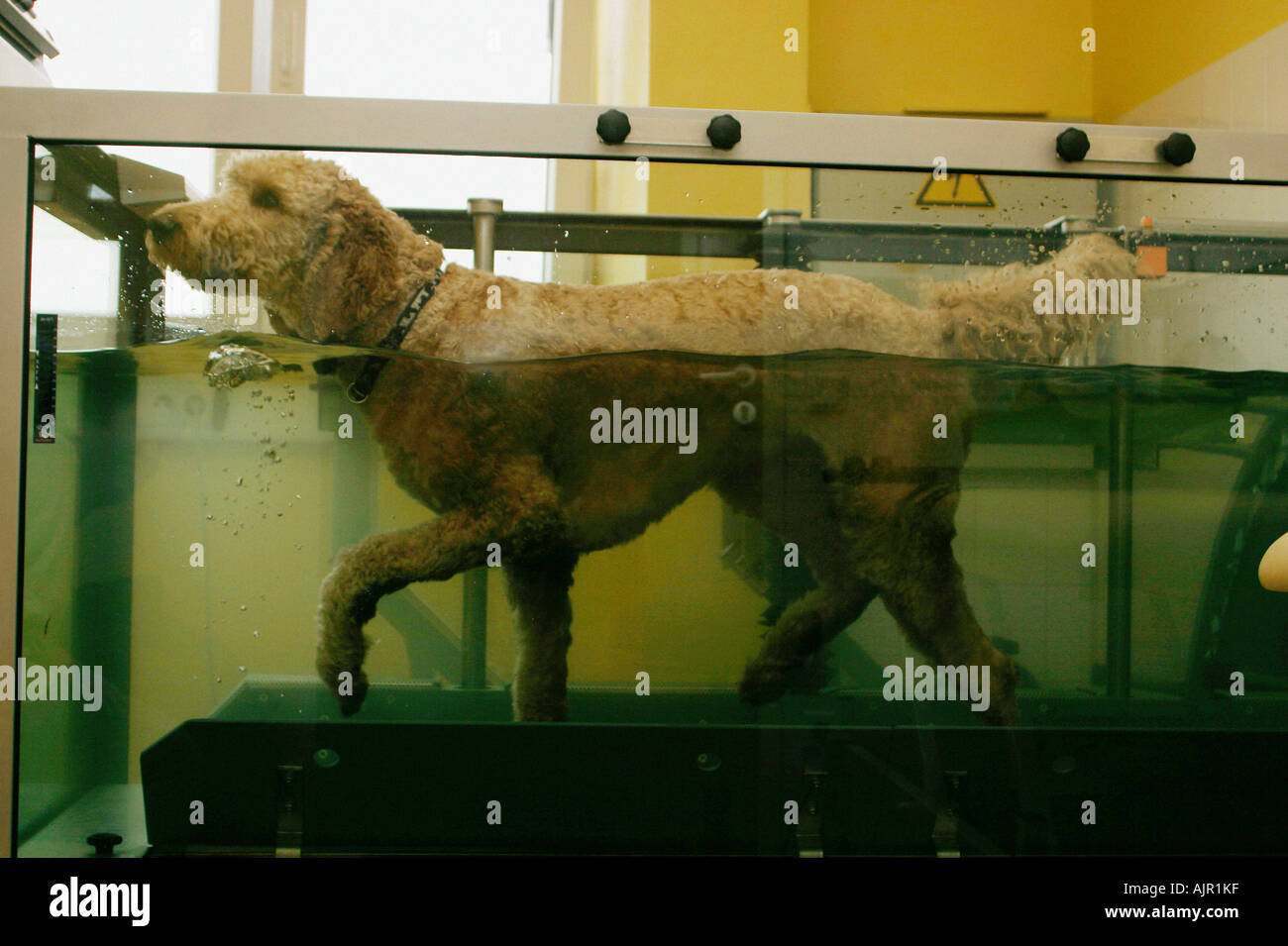 Standard Poodle walking on underwater belt therapeutic exercises Stock Photo