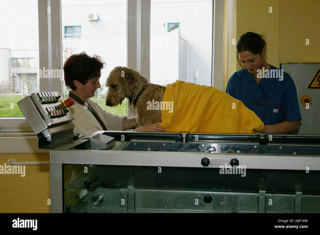 Standard Poodle beeing dried after therapeutic exercises Stock Photo