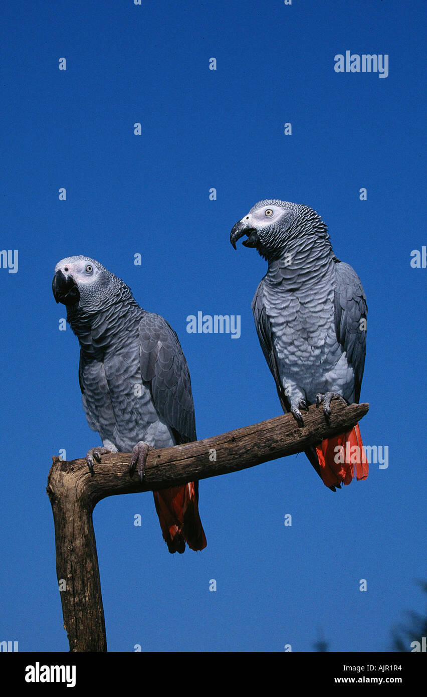 Parrot yawning hires stock photography and images Alamy