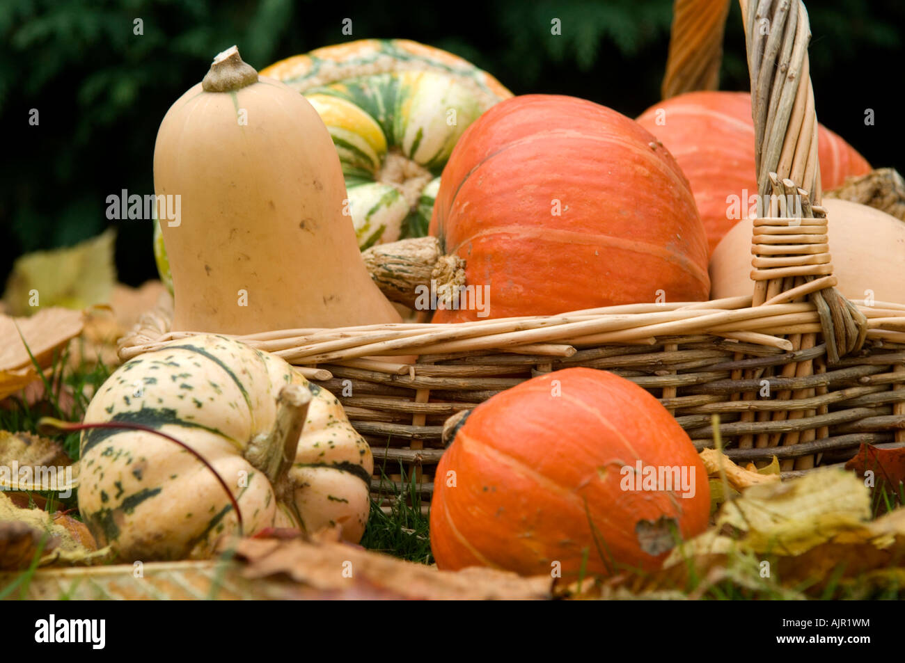 A basket of winter squash Latin family name cucurbitaceae Stock Photo