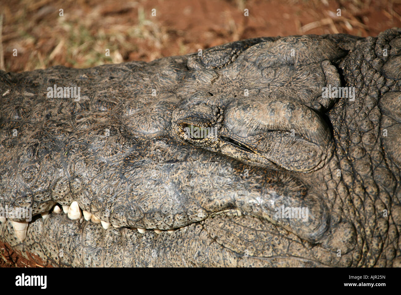 Crocodile close Stock Photo