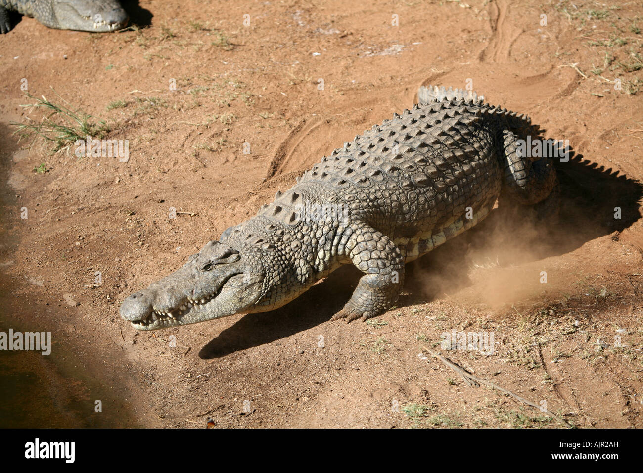 Crocodiles entering water Stock Photo Alamy