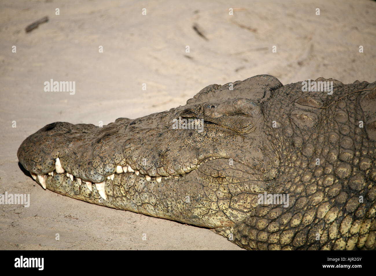 Crocodile close up Stock Photo