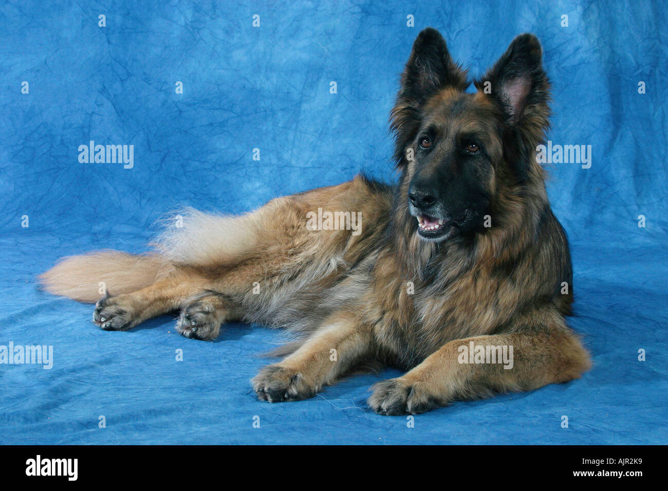 German Shepherd Dog Longhaired Stock Photo 8453304 Alamy
