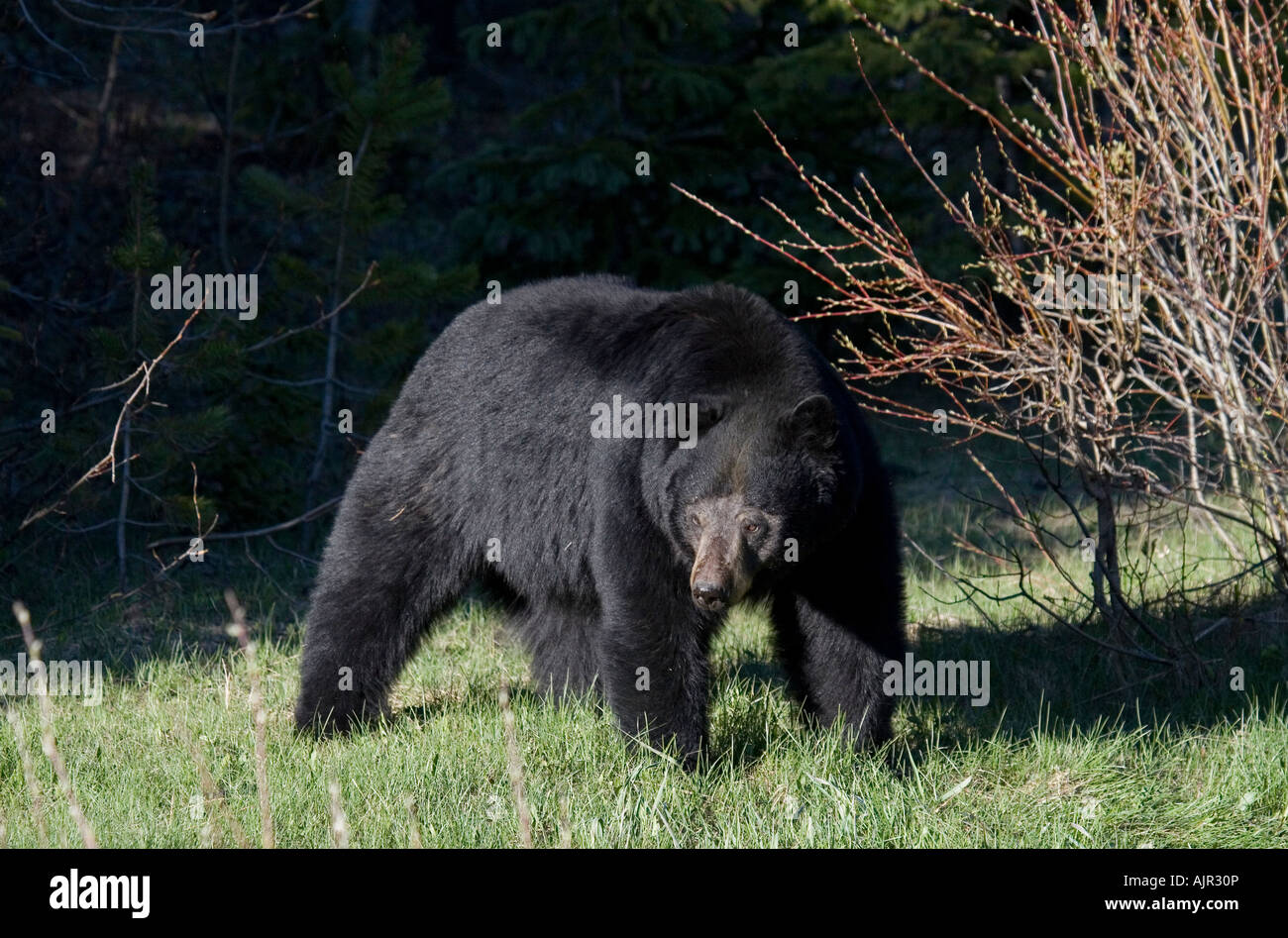 Black Bear, Ursus americanus Stock Photo Alamy