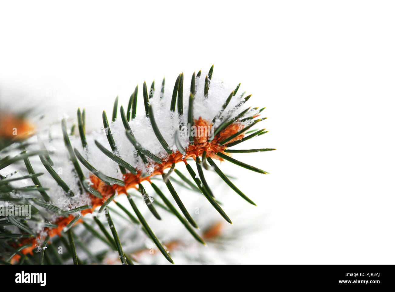 Christmas background with snowy spruce tree branch isolated on white Stock Photo