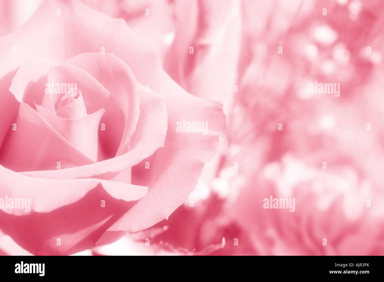 Closeup of a pink rose Stock Photo - Alamy