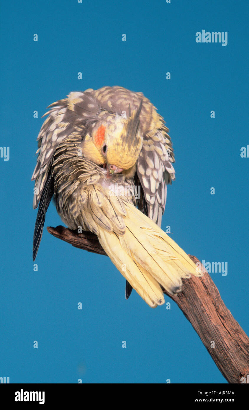 Young Cockatiel Nymphicus hollandicus Stock Photo - Alamy