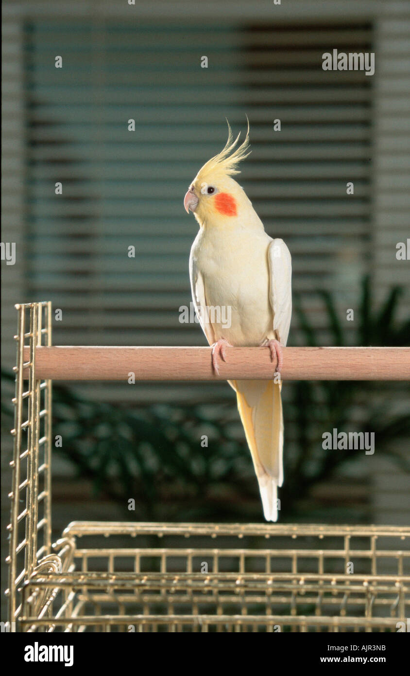 Cockatiel female on cage Nymphicus hollandicus Stock Photo - Alamy