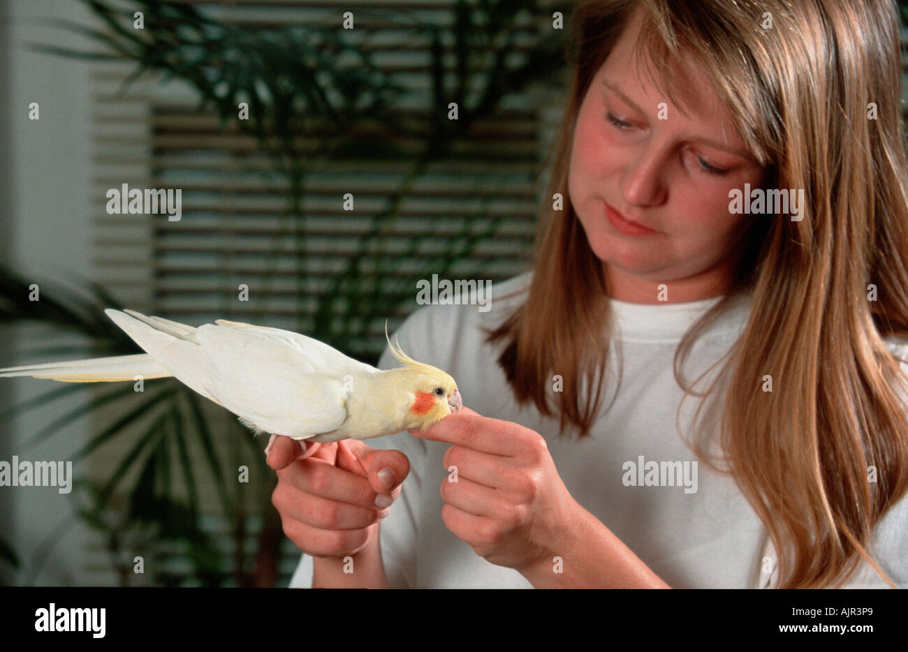 Cockatiel beeing ruffled by young woman Nymphicus hollandicus Stock Photo