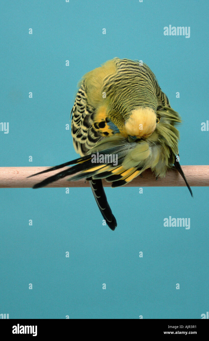 Budgerigars male Melopsittacus undulatus Budgie Stock Photo Alamy