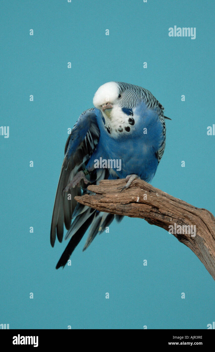 Budgerigars female stretching her wing Melopsittacus undulatus Budgie