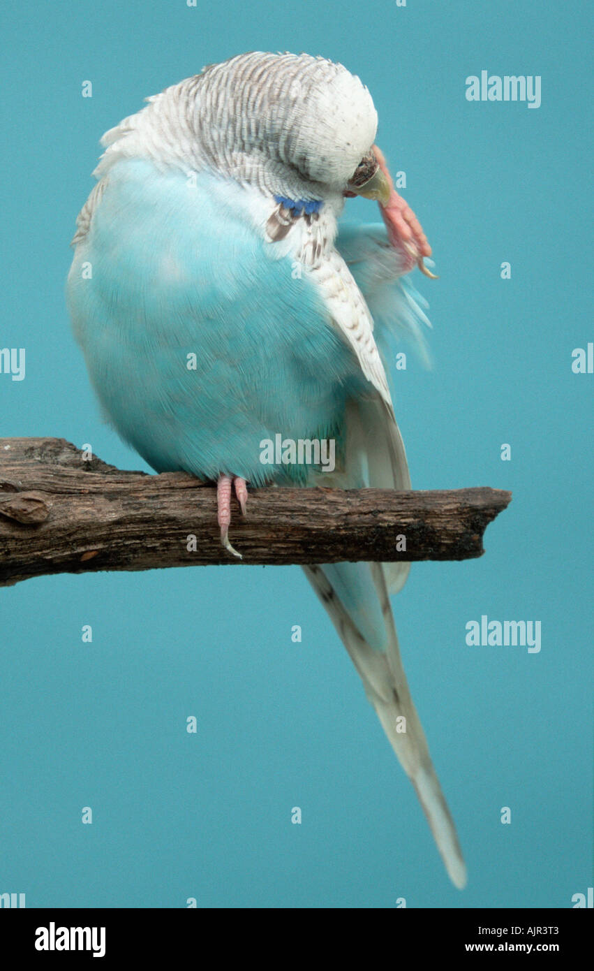Budgie female hires stock photography and images Alamy