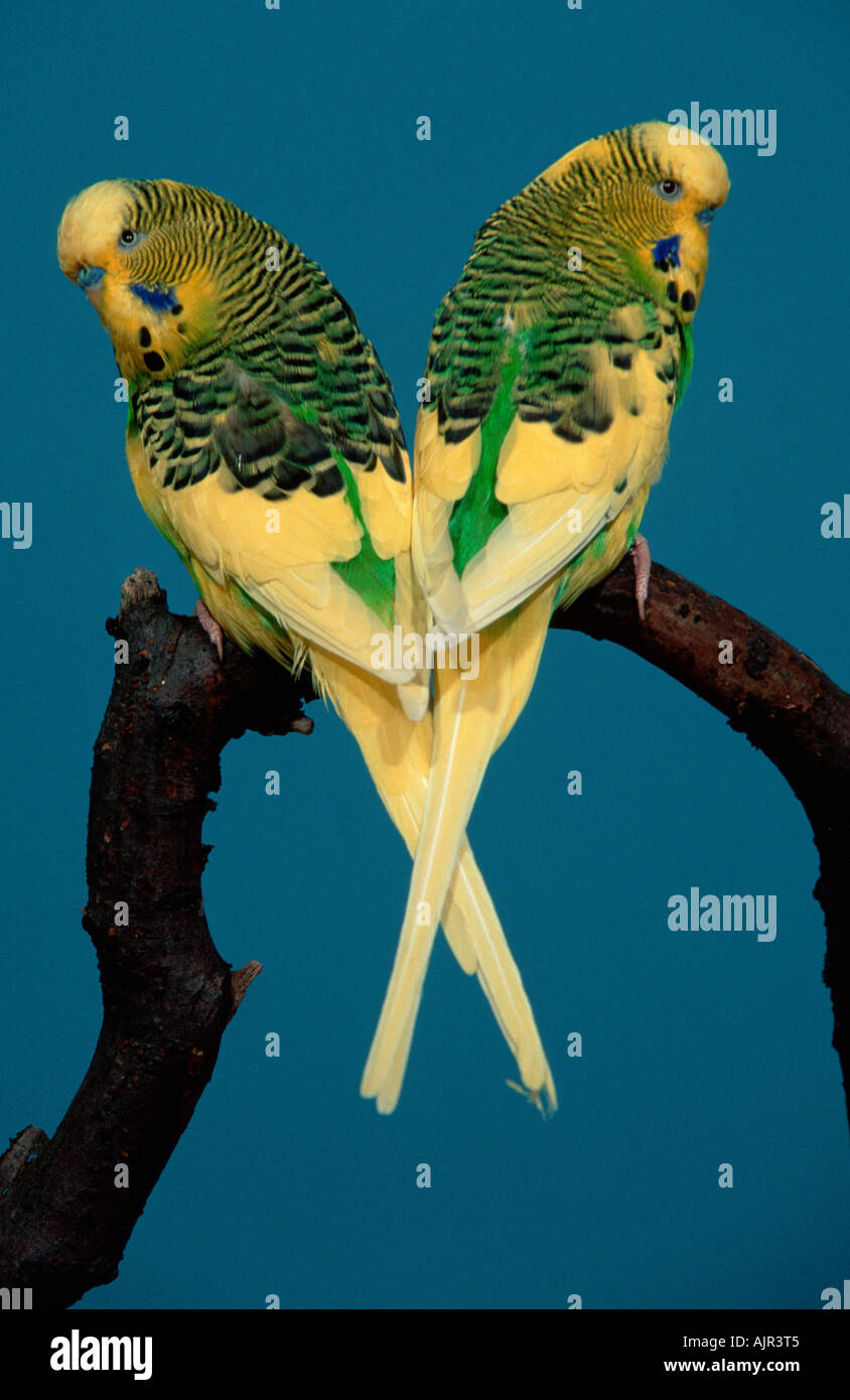 Budgerigars males Melopsittacus undulatus Budgie Stock Photo Alamy