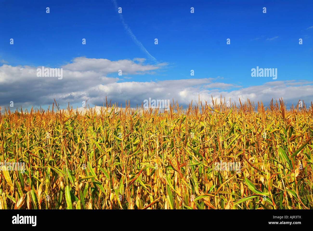 Farm field with growing corn under blue sky Stock Photo