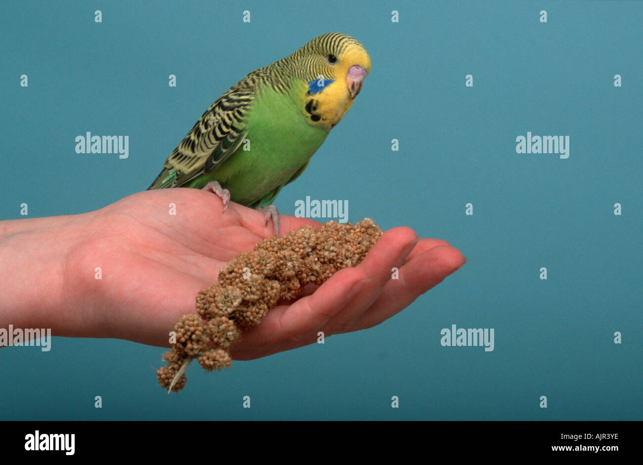 Budgerigar young male on hand Melopsittacus undulatus Budgie Stock Photo