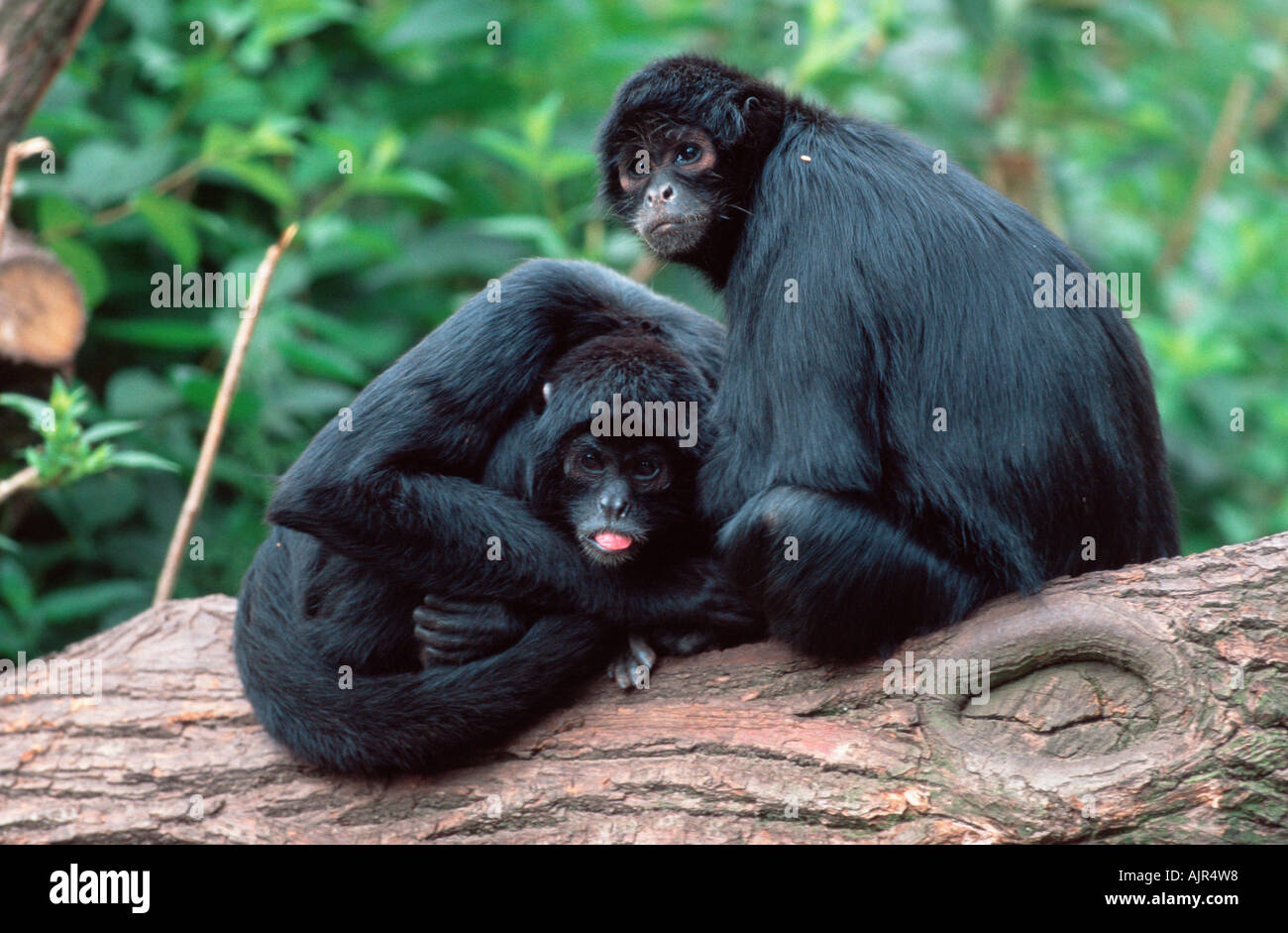 Black Spider Monkeys Ateles paniscus Stock Photo - Alamy