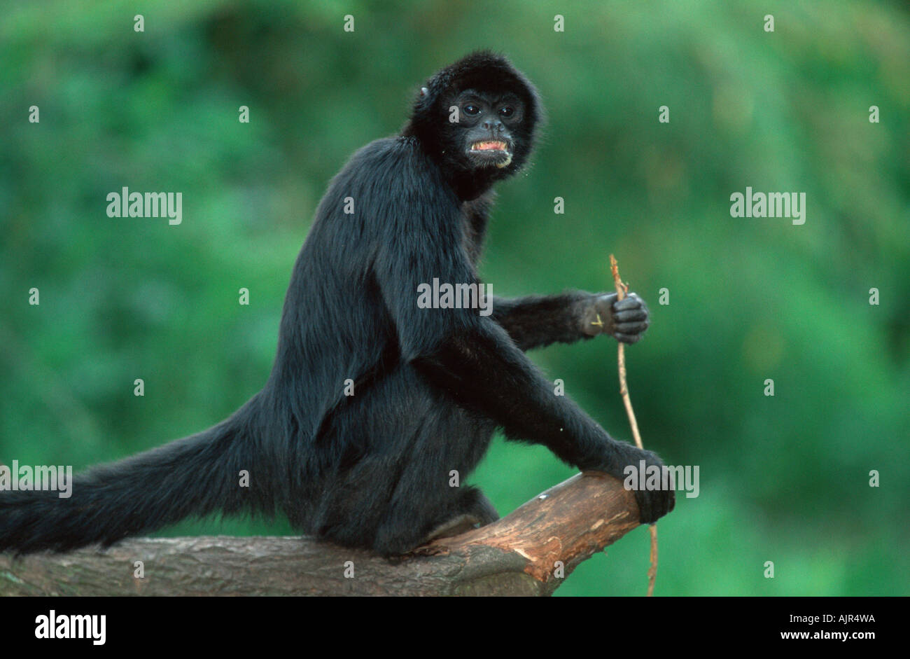 Black Spider Monkey Ateles paniscus Stock Photo - Alamy