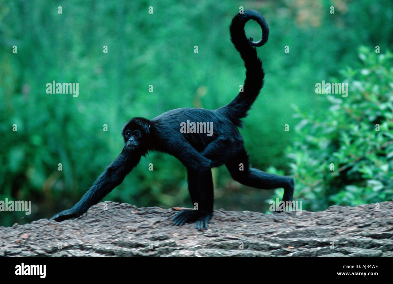 Black Spider Monkey Ateles paniscus side Stock Photo - Alamy