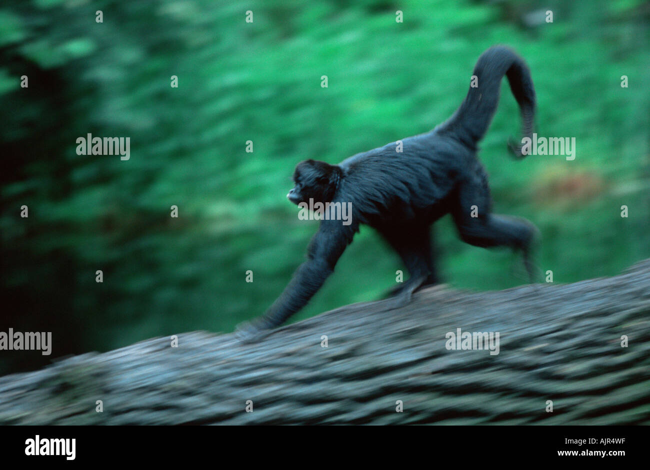 Black Spider Monkey Ateles paniscus side Stock Photo - Alamy
