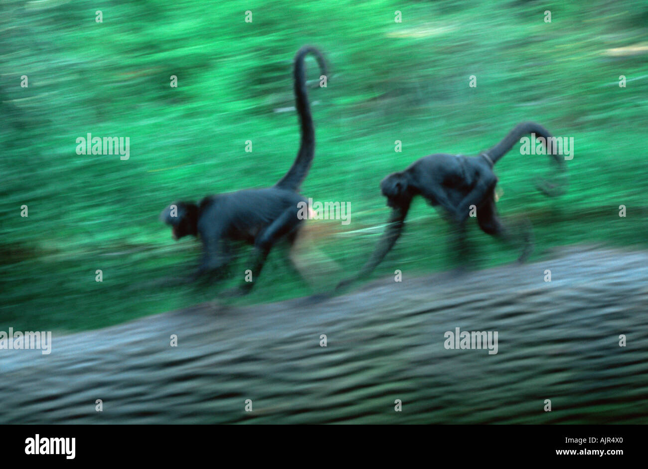Black Spider Monkeys Ateles paniscus Stock Photo - Alamy