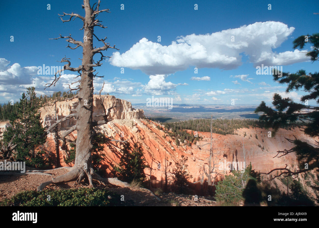 Bryce Canyon - Utah - USA Bristlecone loop Stock Photo