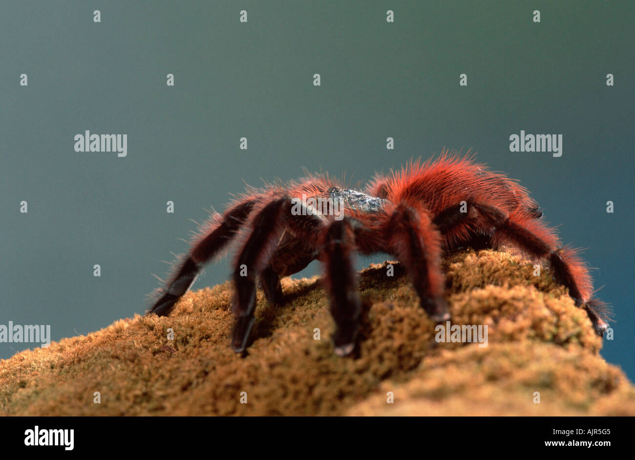 Tarantula Spider Avicularia versicolor Caribbean Stock Photo - Alamy