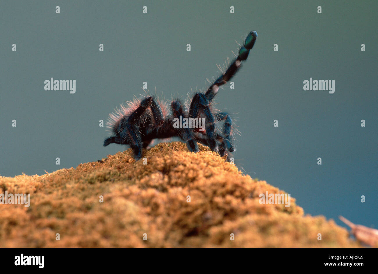 Tarantula Spider juvenile Avicularia versicolor Caribbean Stock Photo