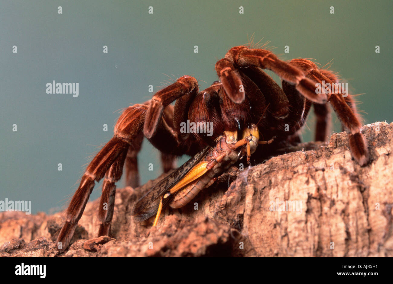Tarantula Spider with prey eating grasshopper Pamphobeteus platyomma Pamphobeteus roseus Stock Photo