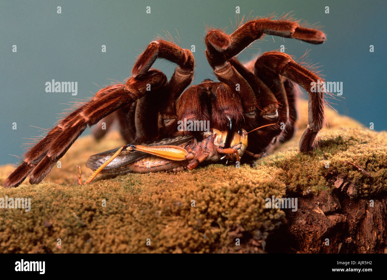 Tarantula Spider with prey eating grasshopper Pamphobeteus platyomma Pamphobeteus roseus Stock Photo