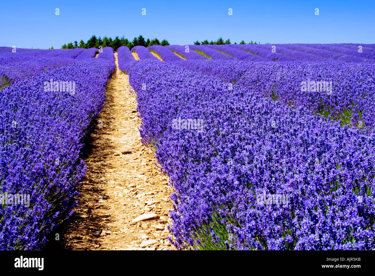 Rows of Lavender at Snowshill Lavender Farm, near Broadway in the Cotswolds, Gloucestershire, England Stock Photo