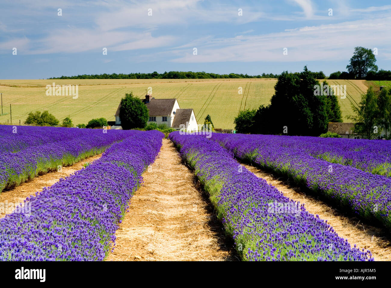 Rows of Lavender at Snowshill Lavender Farm, near Broadway in the