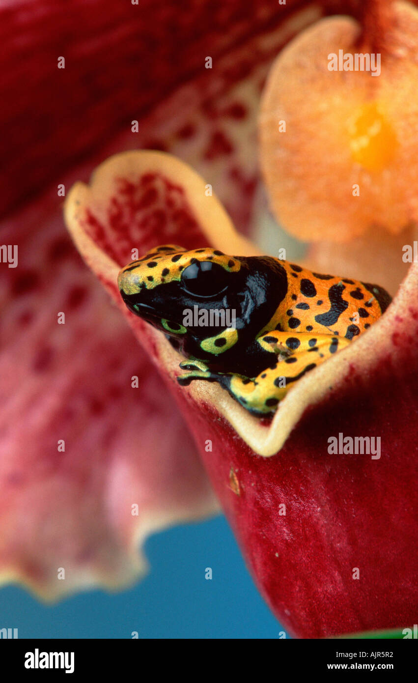 Yellow Banded Poison Arrow Frog Dendrobates Poison Dart Frog Stock Photo Alamy