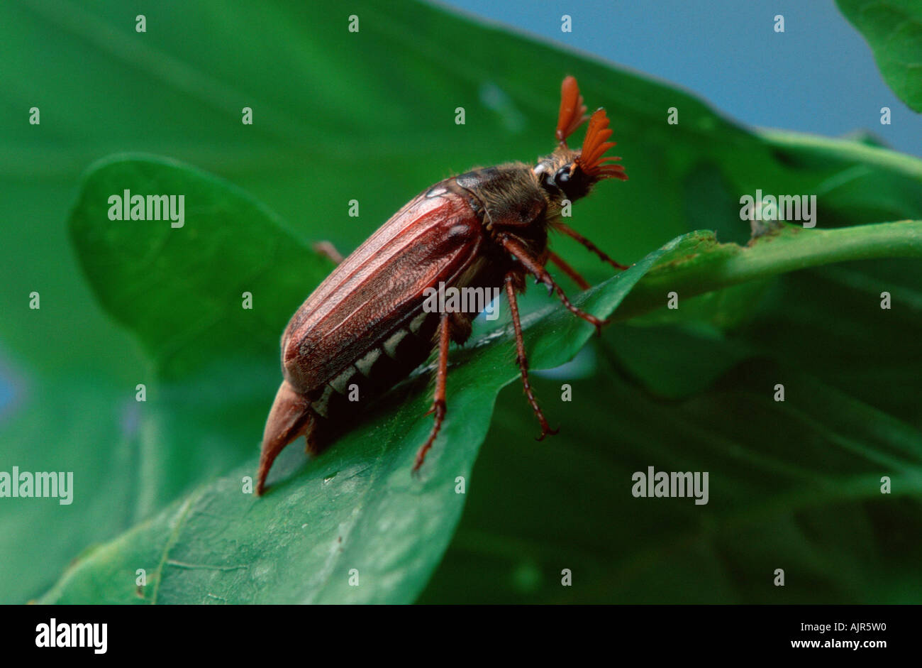 Cockchafer male Germany Melolontha melolontha Maybug Stock Photo - Alamy
