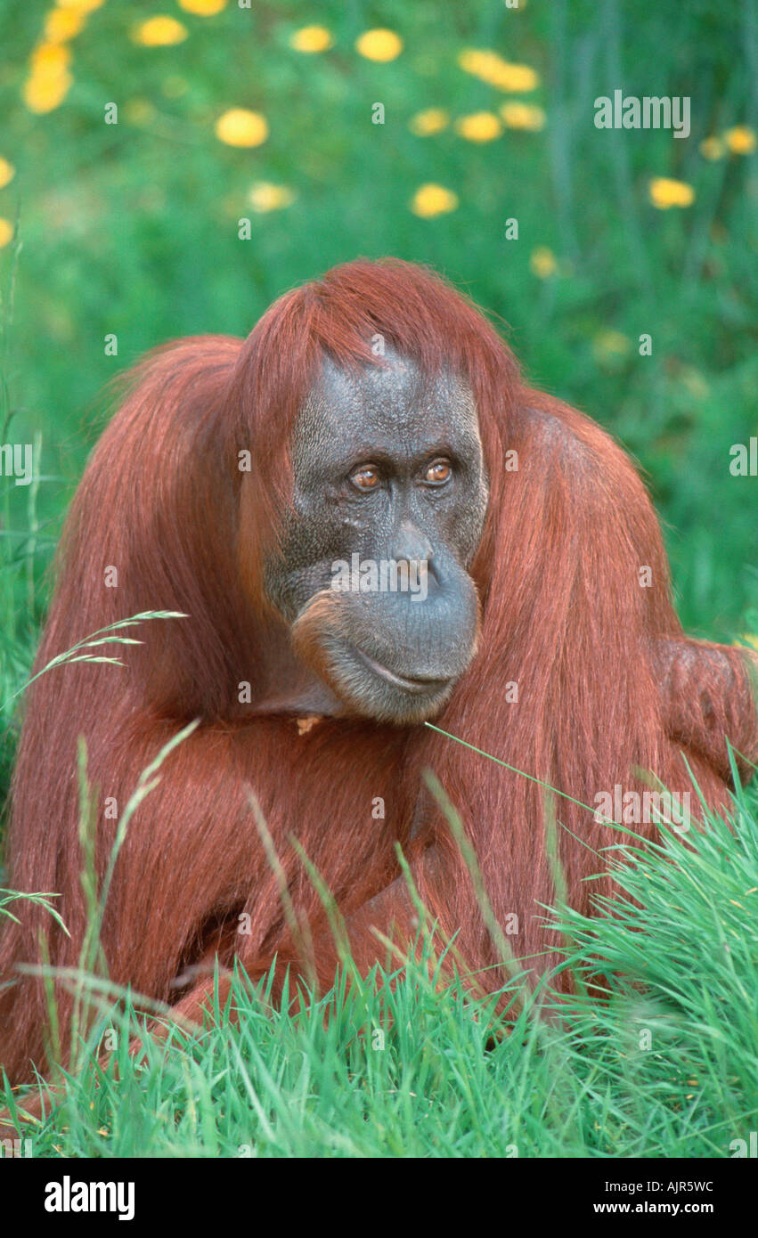 Sumatran Orang Utan female Pongo pygmaeus abelii Stock Photo - Alamy