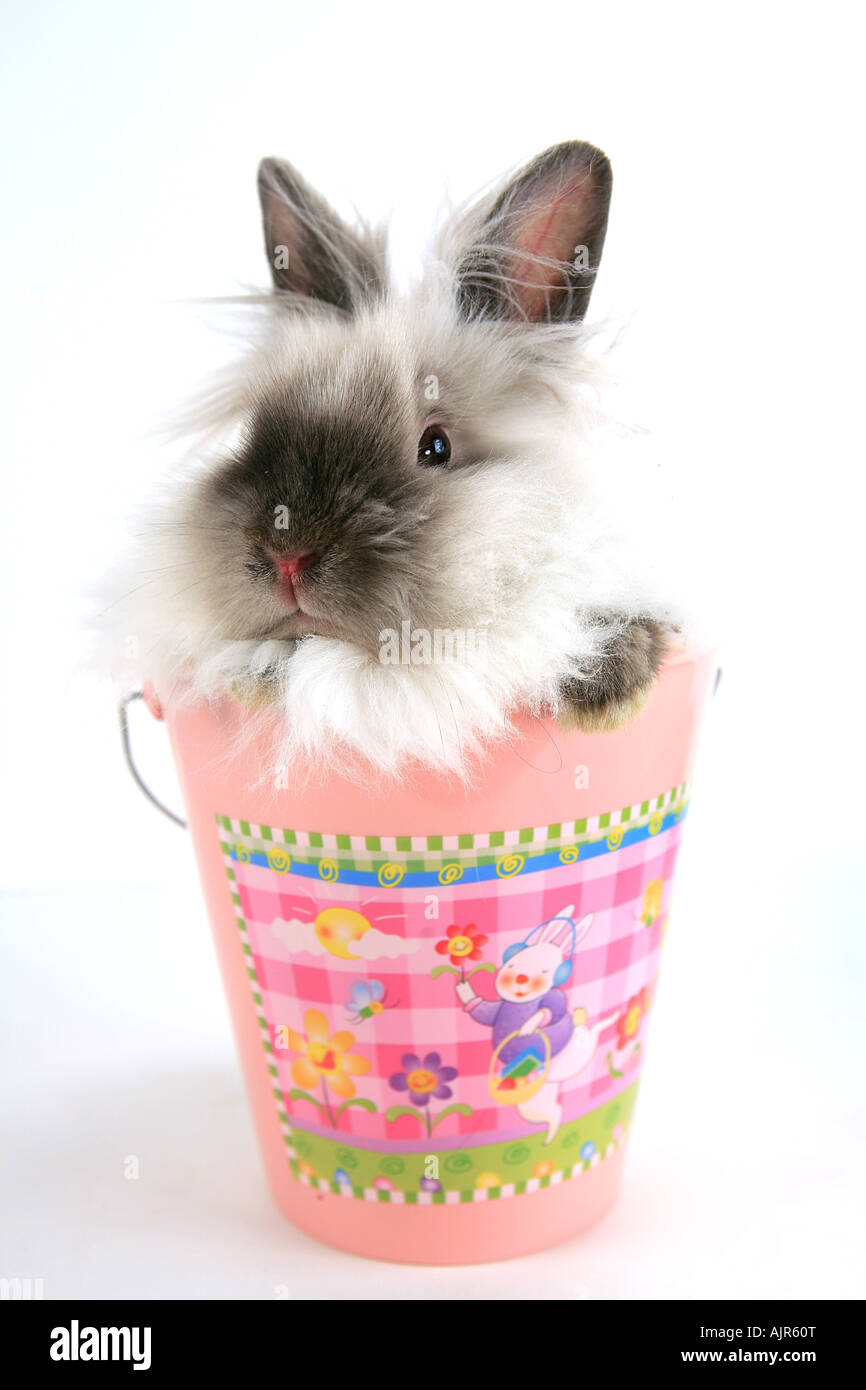 Siamese Lionhead Rabbit in pink Easter bucket isolated on white background Stock Photo