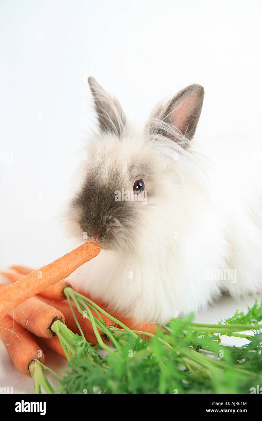 Siamese Lionhead rabbit isolated on white with bunch of carrots Stock