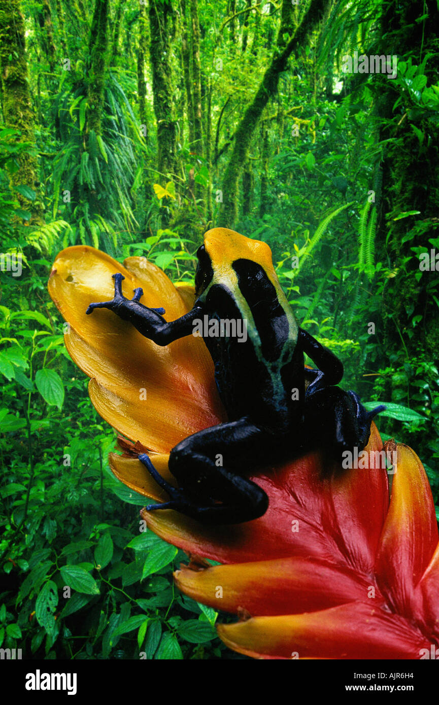 Dyeing Poison Arrow Frog Dendrobates tinctorius Poison Dart Frog Stock