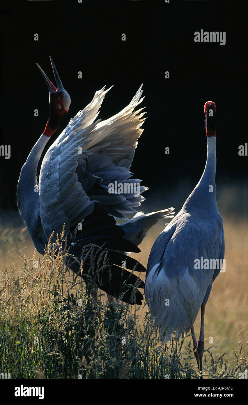 Sarus Cranes pair courtship display Grus antigone Stock Photo