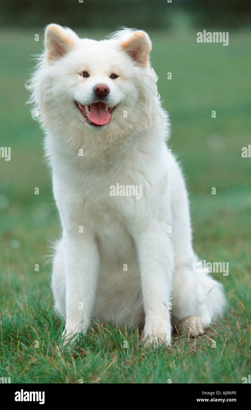Akita Inu Longhaired Stock Photo 8454111 Alamy