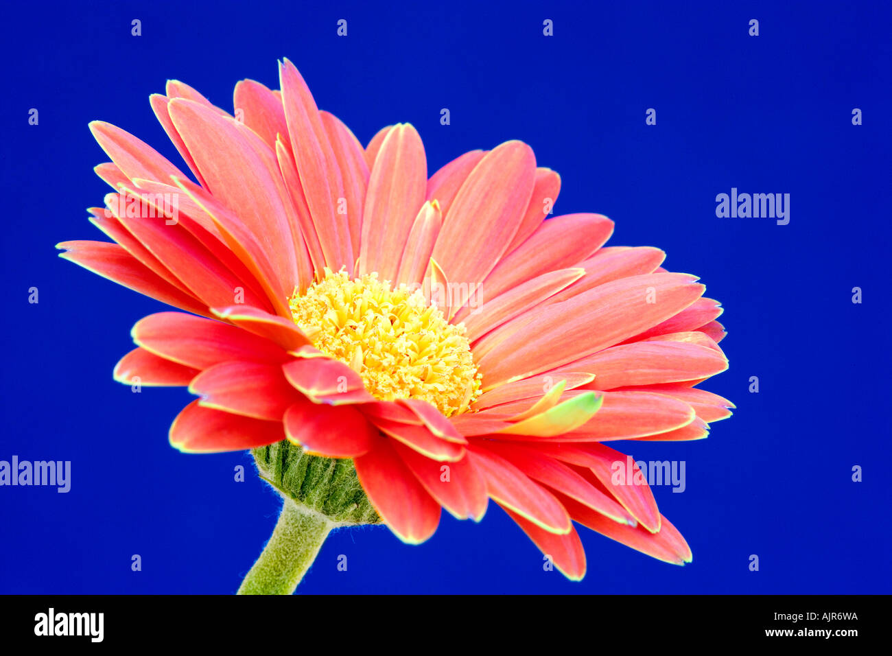 Bright Orange or Red Gerbera against a blue background Stock Photo