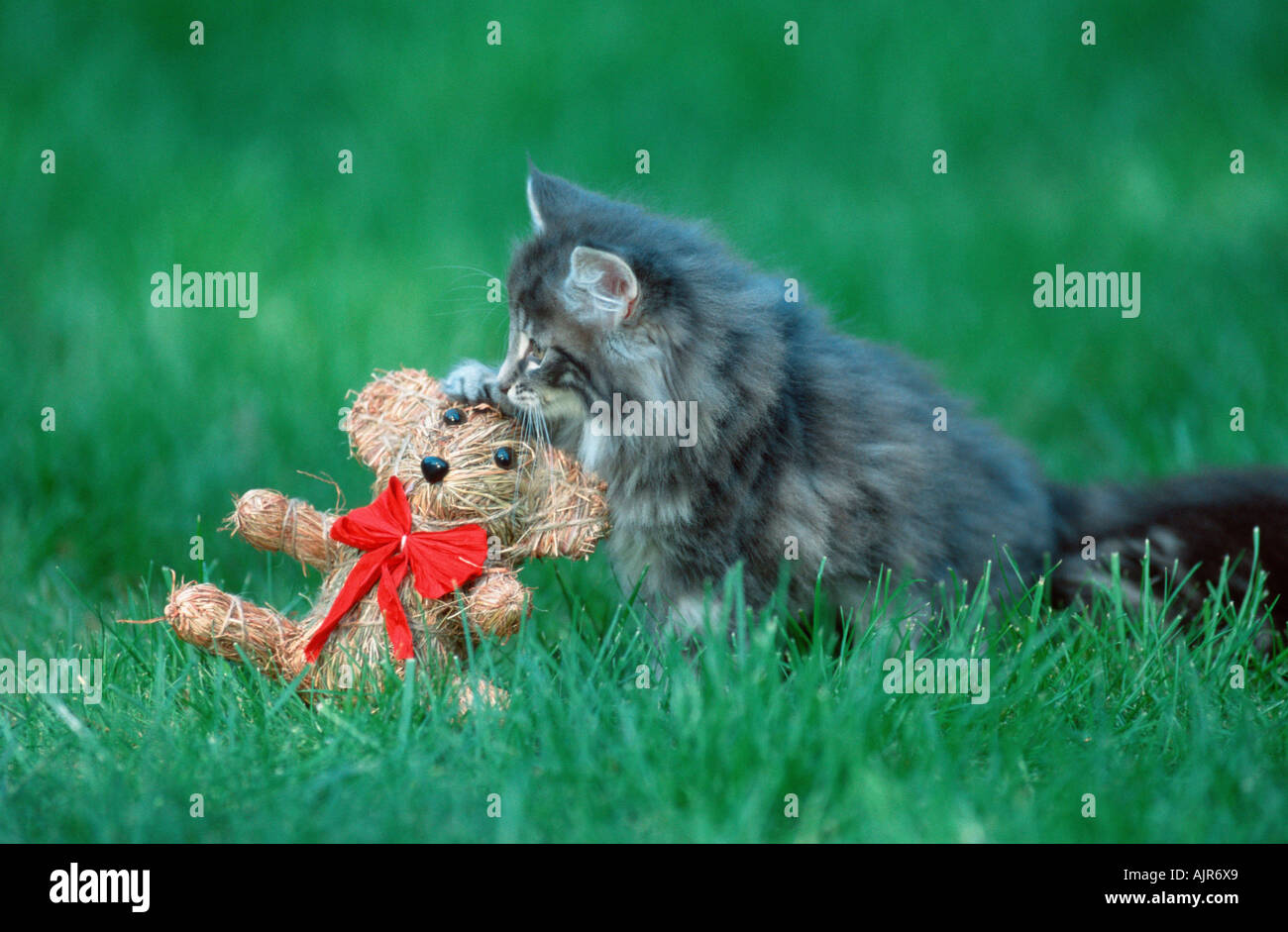 Norwegian Forest Cat kitten 10 weeks Stock Photo