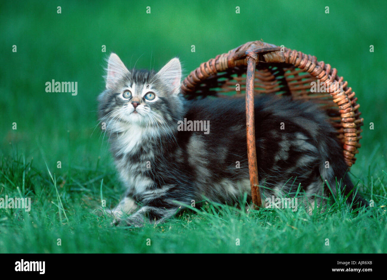 Norwegian Forest Cat kitten 10 weeks Stock Photo