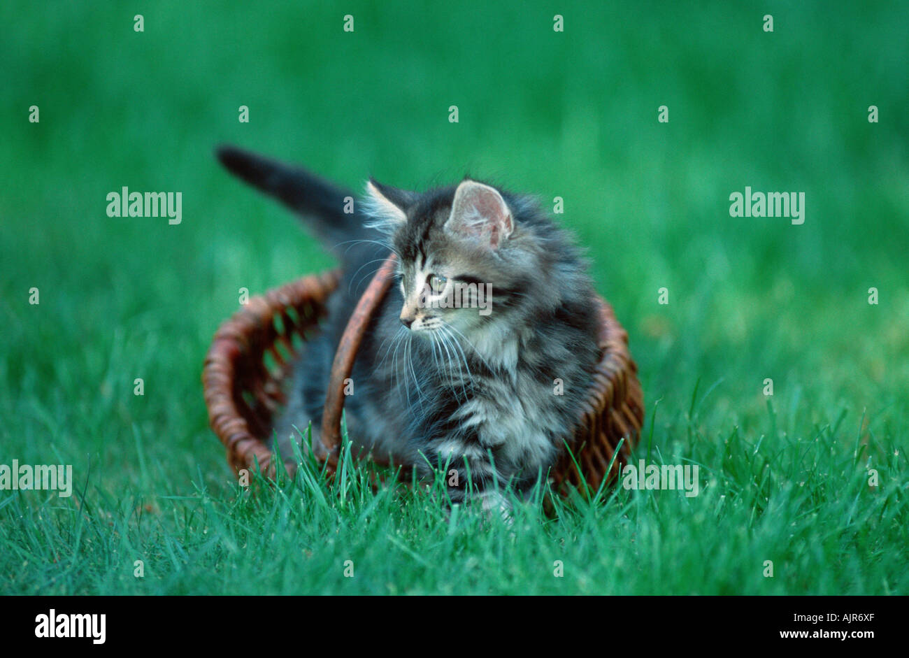 Norwegian Forest Cat kitten 10 weeks basket Stock Photo Alamy