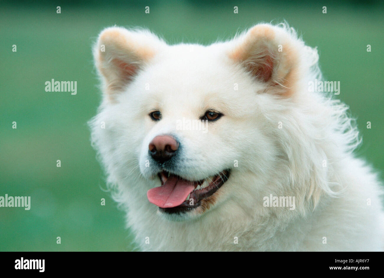 Akita Inu Longhaired Stock Photo 8454198 Alamy