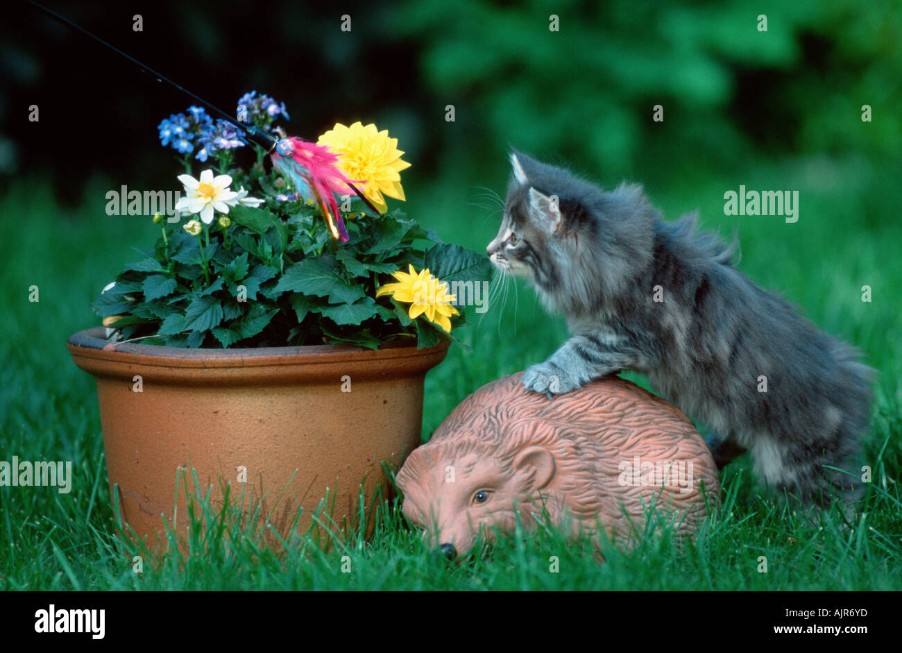 Norwegian Forest Cat kitten 10 weeks Stock Photo
