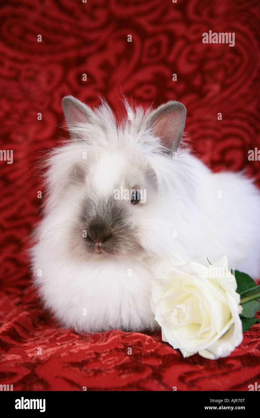 Siamese deals lionhead rabbit