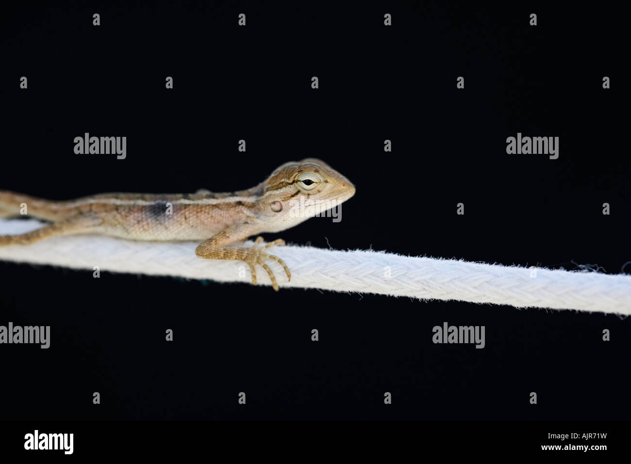Tiny lizard on a washing line in India against a black background Stock Photo